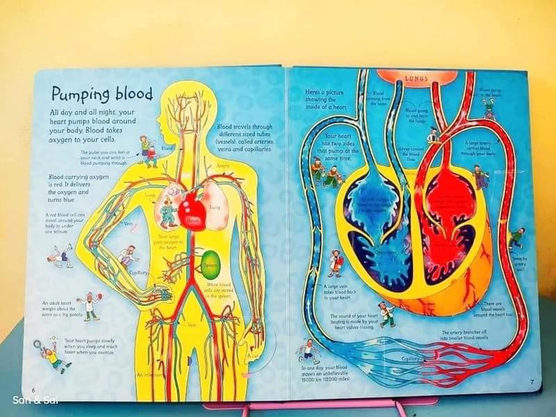 Usborne See inside Your Body