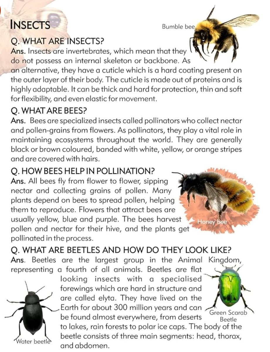 My Big Knowledge Encyclopedia