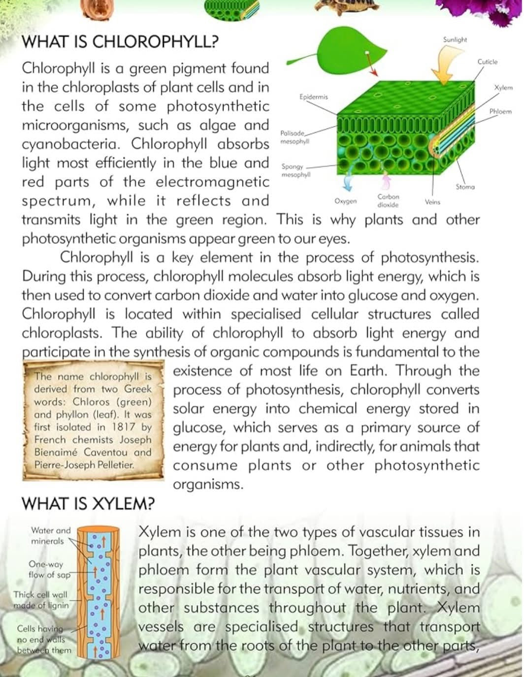 Tell Me What Series Encyclopedia for Kids